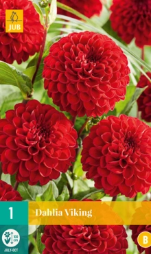LUKOVICA DAHLIA VIKING