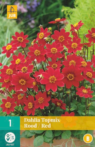 LUKOVICA DAHLIA TOPMIX RED,1KOM