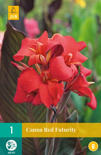 LUKOVICA CANNA RED FUTURITY,1KOM