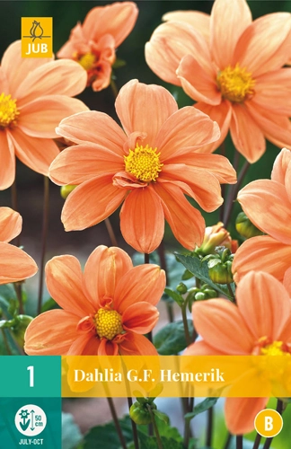 LUKOVICA DAHLIA HEMERIK,1KOM
