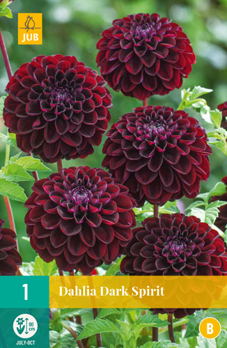 LUKOVICA DAHLIA DARK SPIRIT