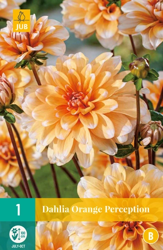 LUKOVICA DAHLIA ORANGE PERCEPTION