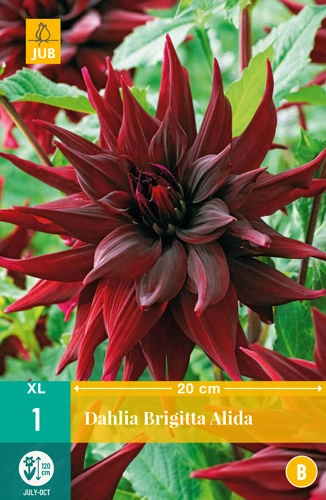 LUKOVICA DAHLIA BRIGITTA ALIDA