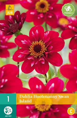 LUKOVICA DAHLIA HOOTENANNY-SWAN ISLAND