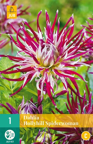 LUKOVICE DAHLIA HOLLYHILL SPIDERWOMEN