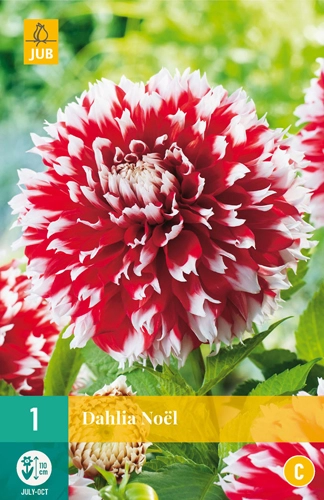 LUKOVICA DAHLIA NOEL