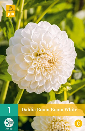 LUKOVICA DAHLIA BOOM WHITE