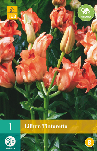 LUKOVICA LILIUM TINTORETO,1KOM
