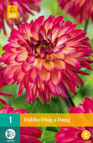 LUKOVICA DAHLIA DING A DONG