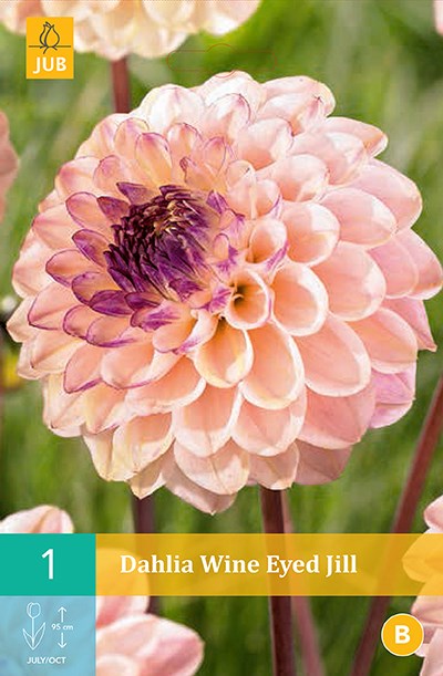 LUKOVICA DAHLIA WINE EYED JILL