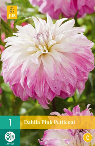 LUKOVICA DAHLIA PINK PETTICOAT