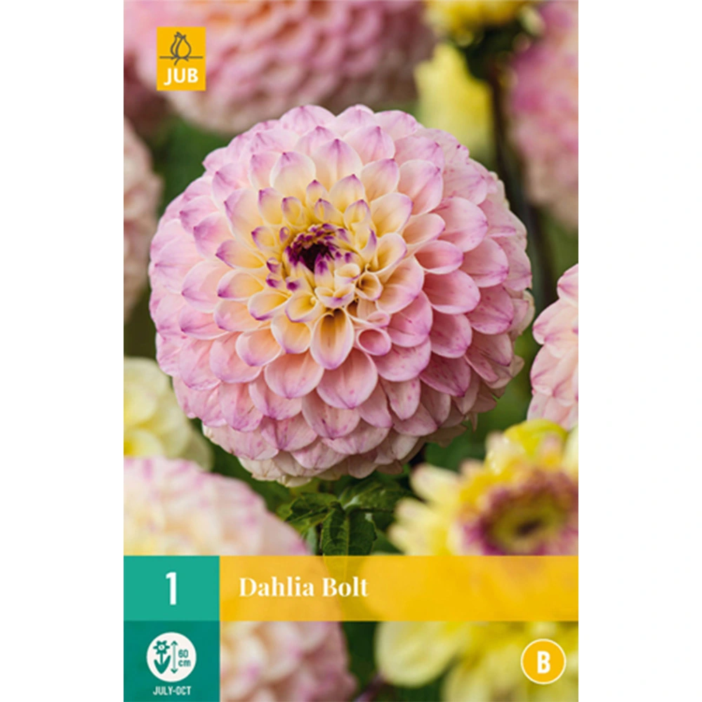 LUKOVICA DAHLIA BOLT,1KOM