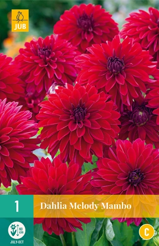 LUKOVICA DAHLIA MELODY MAMBO,1KOM