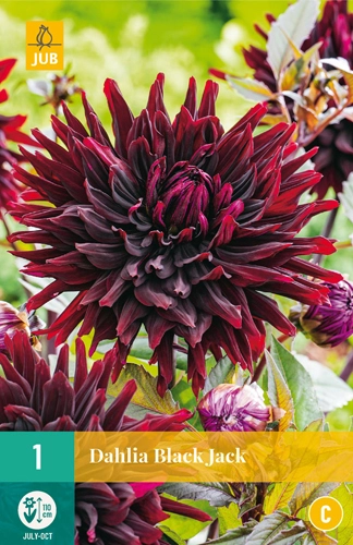 LUKOVICE DAHLIA BLACK JACK