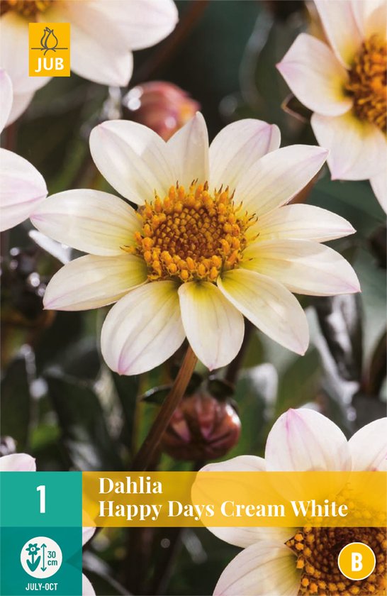 LUKOVICA DAHLIA HAPPY CREAM WHITE