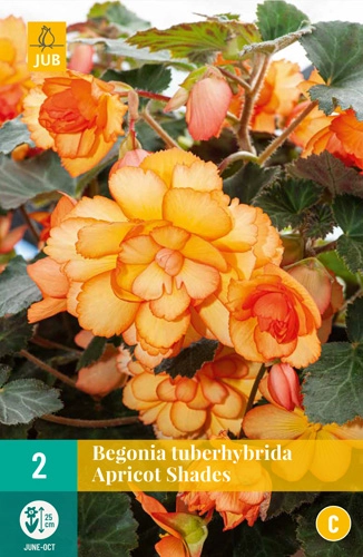 LUKOVICA BEGONIA TUBERHYBRIDA APRICOTSHADES,2KOM