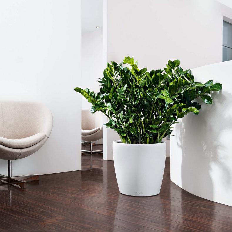 SAKSIJA LECH CLASSICO COLOR 35 132xx