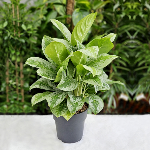 SAK.CV.AGLAONEMA SILVER BAY 19,50