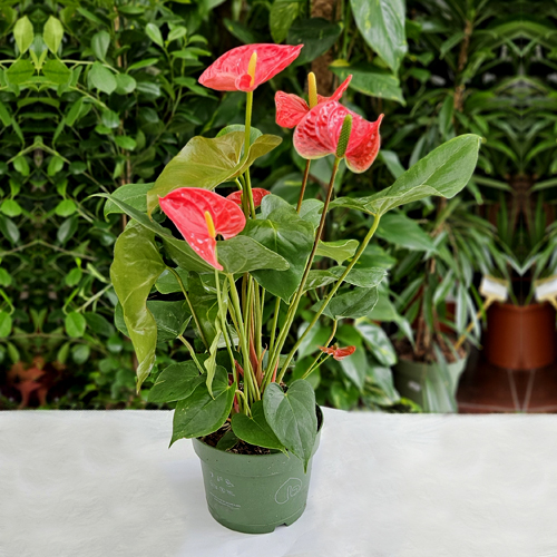 SAK.CV.ANTHURIUM AN MICHIGAN (MADURAL)17,55