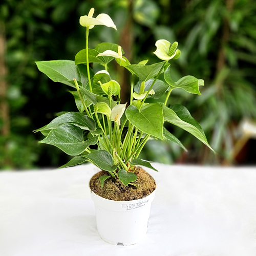 SAK.CV.ANTHURIUM AN mix 5 col. 12,35