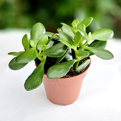 SAK.CV.CRASSULA OVATA 510,20