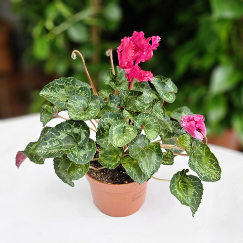 SAK.CV.CYCLAMEN persicum midi SS alure 10.5