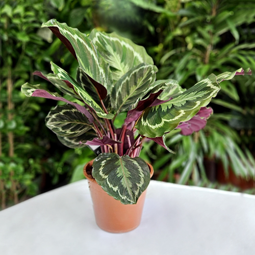 SAK.CV.CALAT MIX 19,80