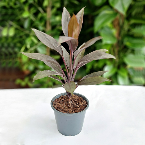 SAK.CV.CORDYLINE FR MIX