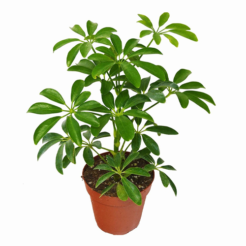 SAK.CV.SCHEF AR GOLD CAPELL19,75