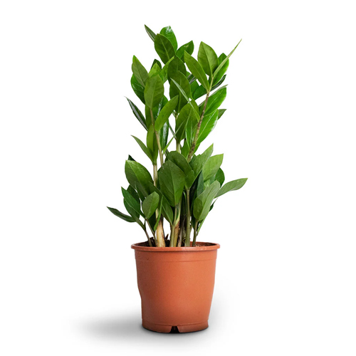 SAK.CV.ZAMIOCULCAS ZAMIFOL 14,50