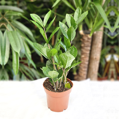 SAK.CV.ZAMIOCULCAS ZAMIIFOL 12,40