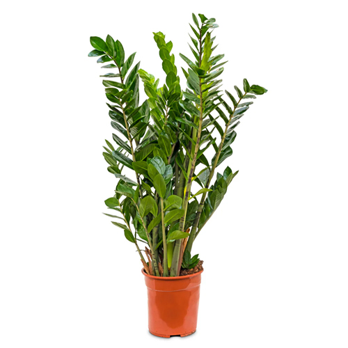 SAK.CV.ZAMIOCULCAS ZAMI 21,100