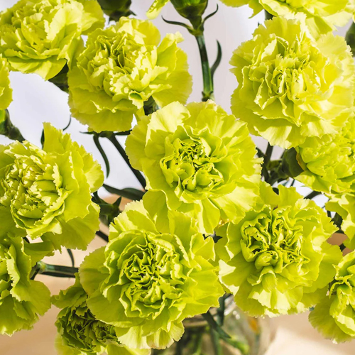 PL.CV.CARNATION GREEN 70cm