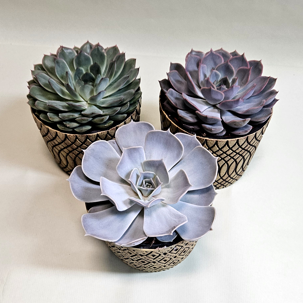 SAK.CV.ECHEVERIA MIX IN DECO POT