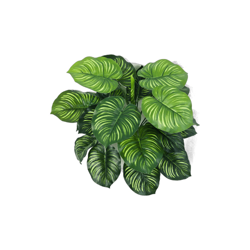 CALATHEA BUSH (22 Ivs.) 8FW01112N