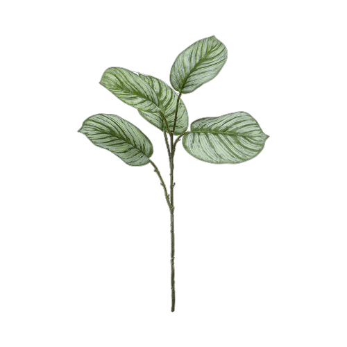 CALATHEA ZWEIG 12x74 cm