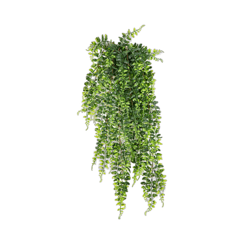 PL.CV.FERN BOSTON HANGING