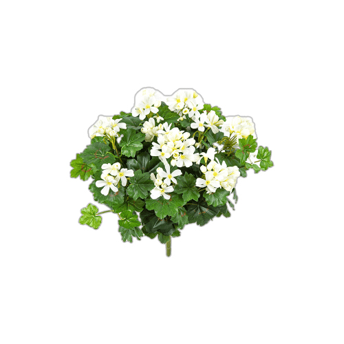 PL.CV.GERANIUM CASCADE BUSH CREAM 30X35