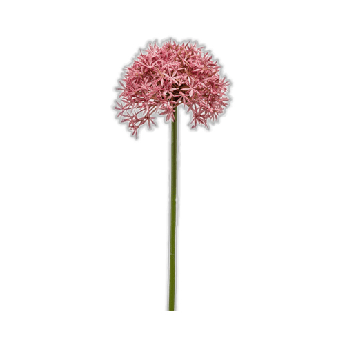 PL.CV.ALLIUM PINK