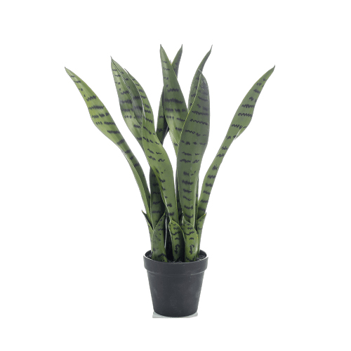 PL.CV.SANSEVERIA IN POT 50CM