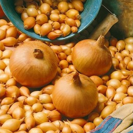LUK SJEMENSKI SHAKESPEARE 10-21,1KG