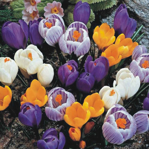 LUKOVICA CROCUS SP. YELLOW 5/+ , 8 KOM