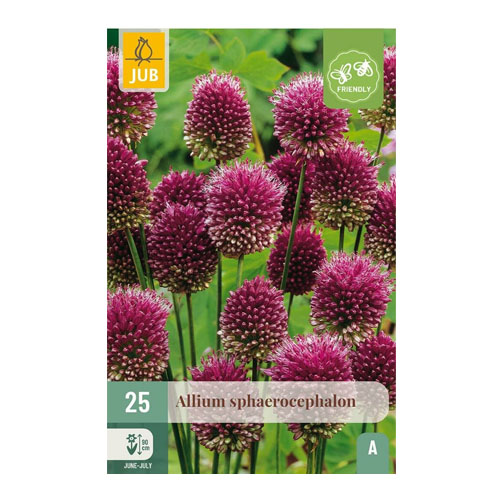 LUKOVICA ALLIUM SPHAEROCEPHALON 5/6,25 KOM