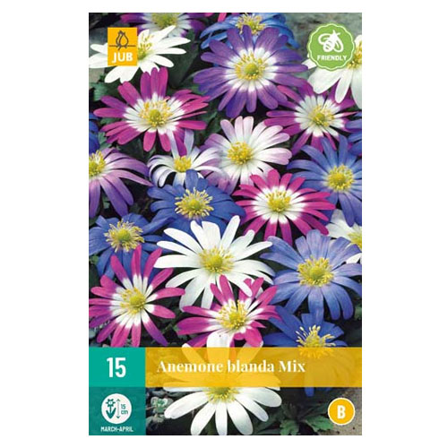 LUKOVICA ANEMONE BLANDA MIX 5/+, 15 KOM