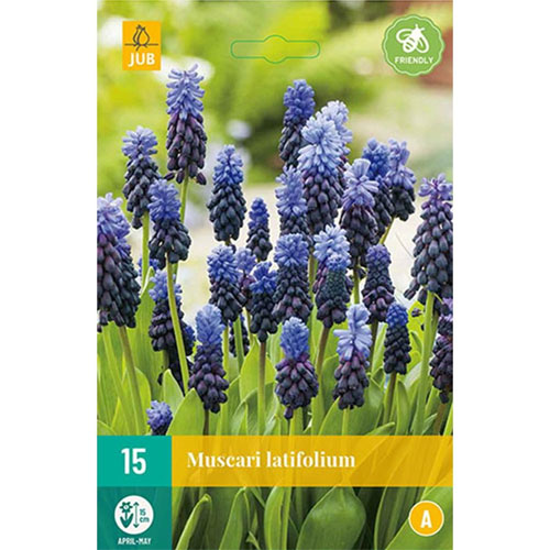 LUKOVICA MUSCARI LATIFOLIUM 6/+, 15 KOM