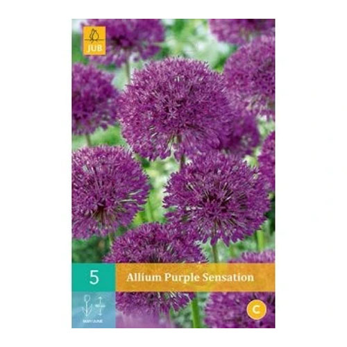 LUKOVICA ALLIUM NIGRUM 10/12, 5 KOM