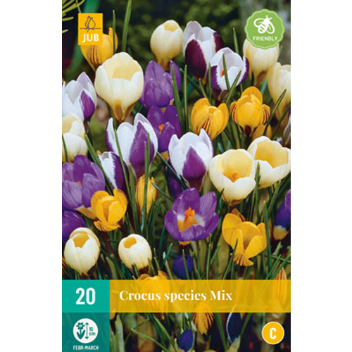 LUKOVICA CROCUSES SPECIES MIX 5/+, 20 KOM