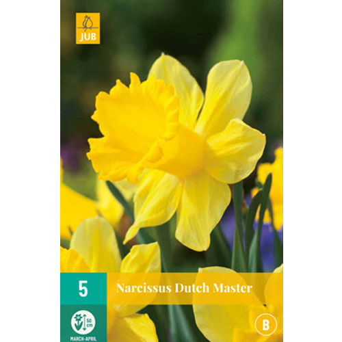 LUKOVICA NARCISSUS DUTCH MASTER 12/14,5 KOM