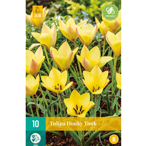 LUKOVICA TULIPS HONKEY TONK 6/+, 10 KOM