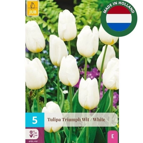 LUKOVICA TULIPA TRIUMPH WHITE 10/11, 5 KOM